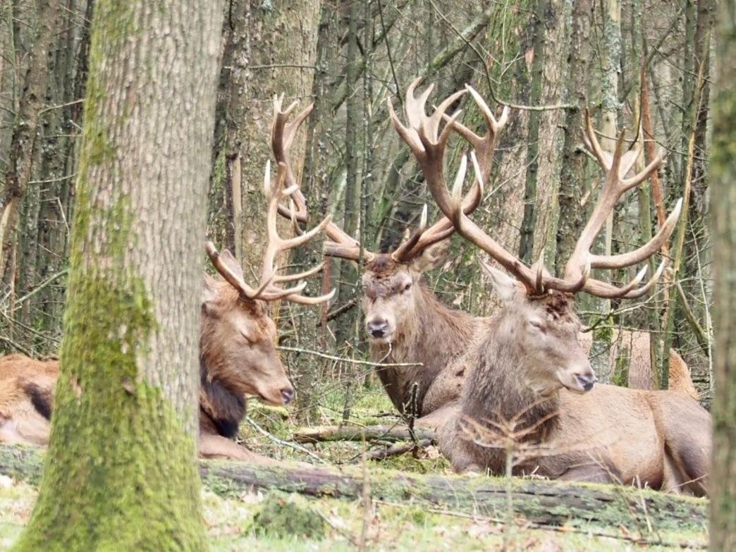 푸텐 Royal Veluwe 빌라 외부 사진